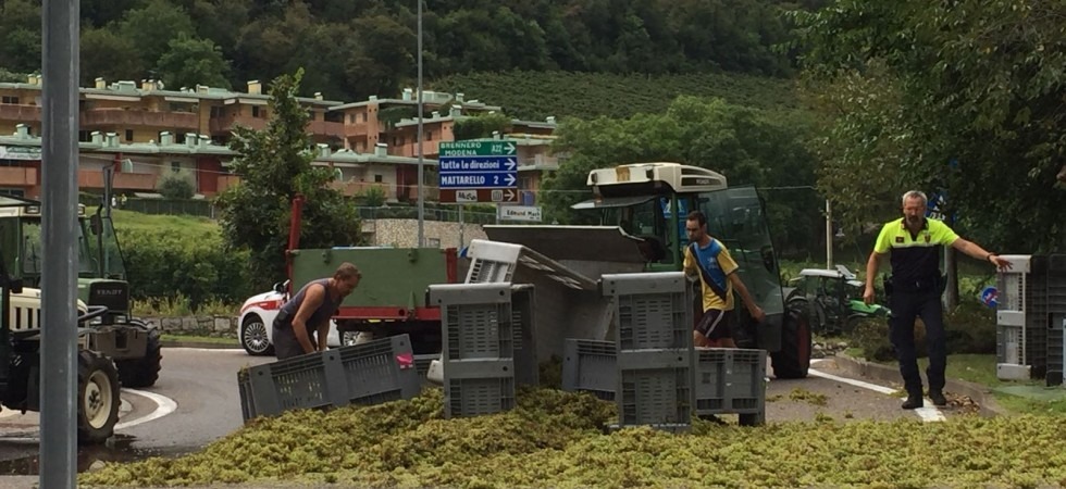 Il trattore si sbilancia in rotatoria e tutta l'uva finisce sull'asfalto